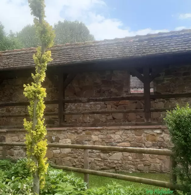 Foto: Iris Alefelder