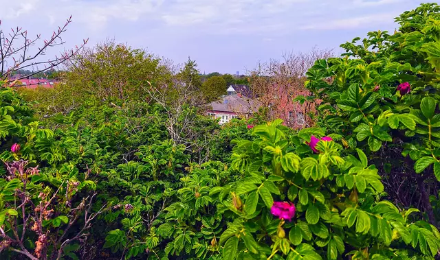 Blick von der Aussichtsdüne in der "Greunen Stee" | Foto: Shima Mahi