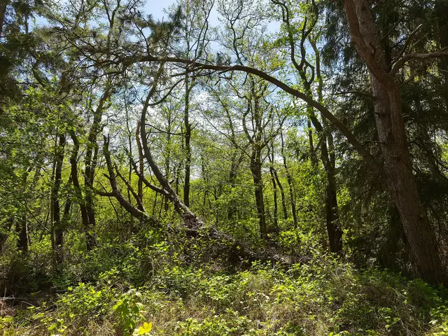 Schöner Blick in den Wald | Foto: Shima Mahi