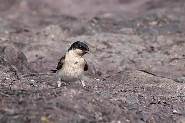 Foto: Copyright Andreas Schäfer