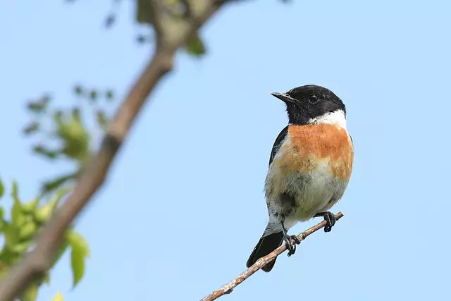 Foto: Copyright Andreas Schäfer