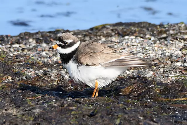 Sandregenpfeifer | Foto: Copyright Andreas Schäfer