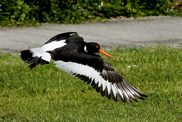 Foto: Copyright Andreas Schäfer