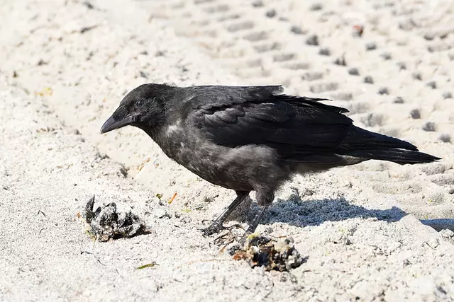 Krähe " Jungtier " | Foto: Copyright Andreas Schäfer
