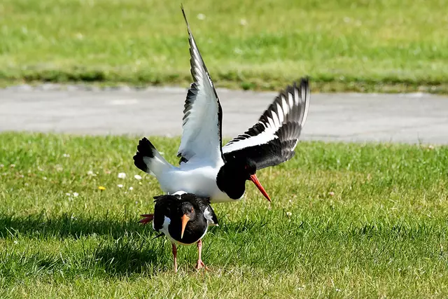 Foto: Copyright Andreas Schäfer