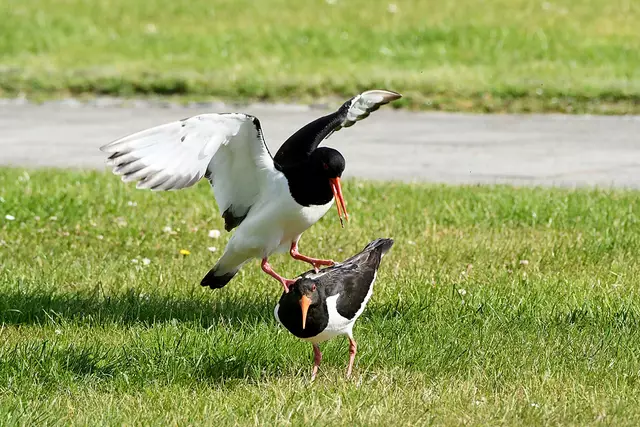 Foto: Copyright Andreas Schäfer