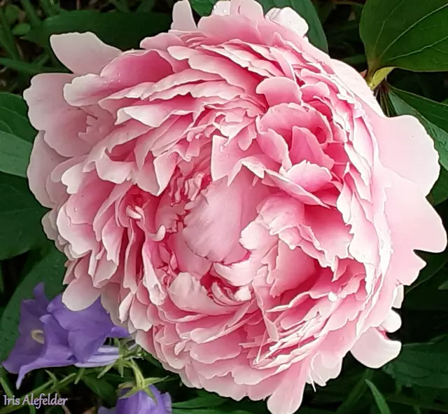 Foto: Iris Alefelder