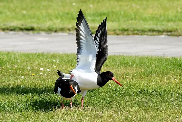 Foto: Copyright Andreas Schäfer