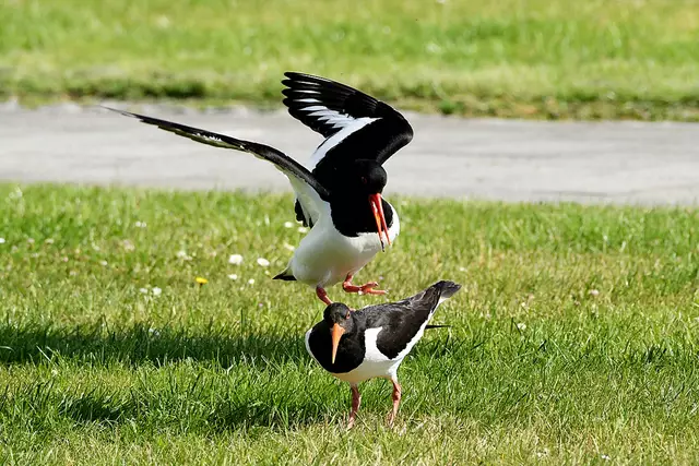 Foto: Copyright Andreas Schäfer
