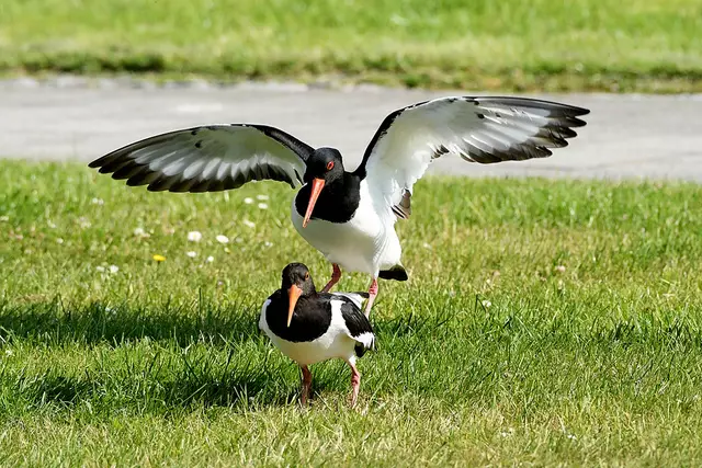Foto: Copyright Andreas Schäfer