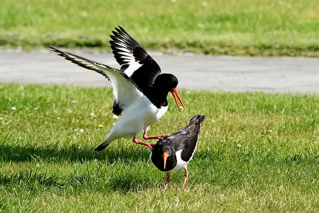 Foto: Copyright Andreas Schäfer