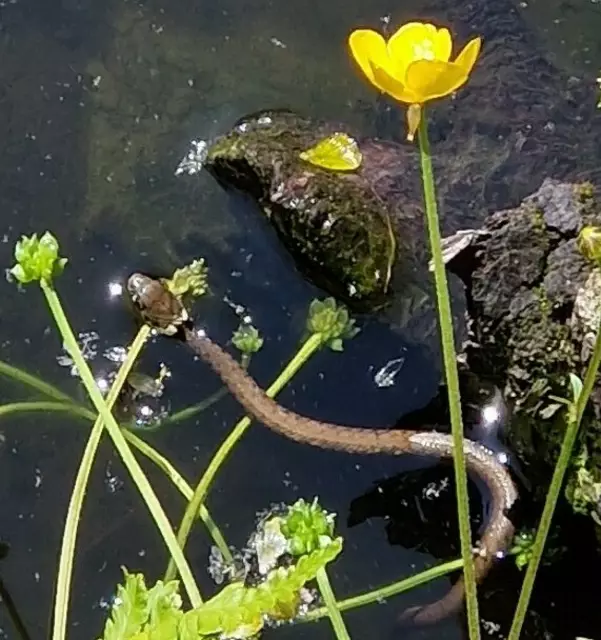 Ringelnatter auf der Jagd