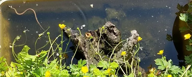 Ringelnatter auf der Jagd