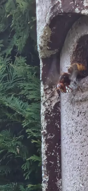 Hornisse kommt aus dem Vogelkasten und kühlt sich mit Flügelschlägen.