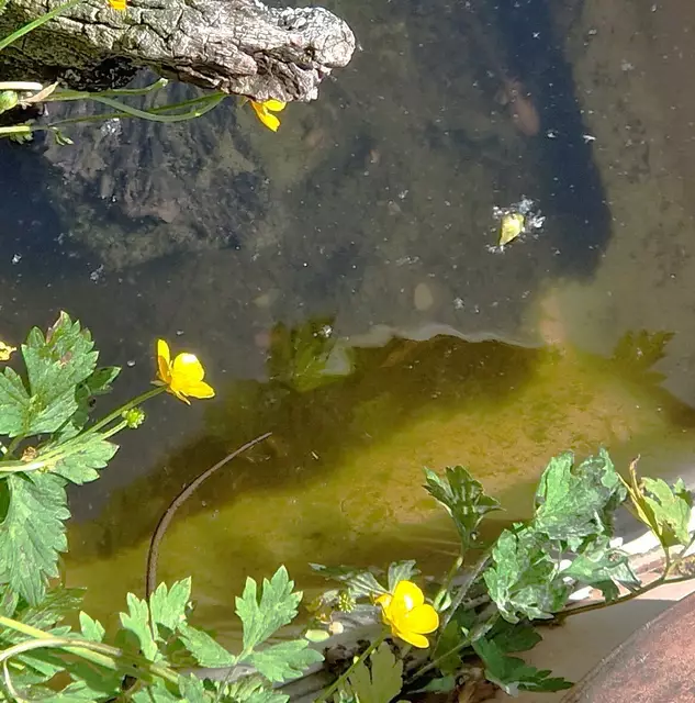 links unten - der Schwanz der Ringelnatter nach vergeblicher Jagd verschwindet sie wieder im Gebüsch, rechts oben die letzte Kaulquappe mit schon ausgebildeten Hinterbeinen - Glück gehabt.