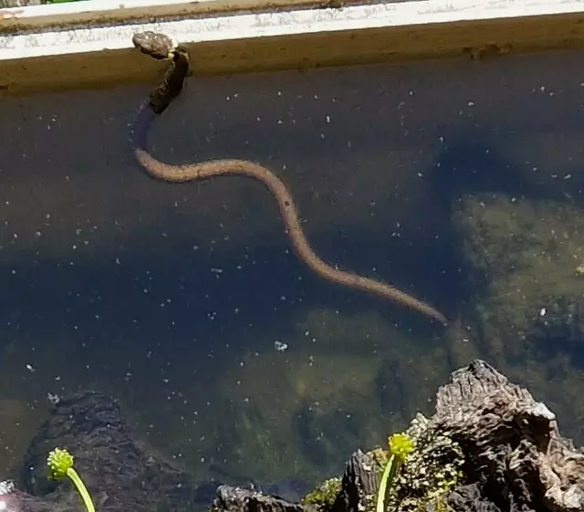Ringelnatter auf der Jagd nach der letzten Kaulquappe in der Vogeltränke