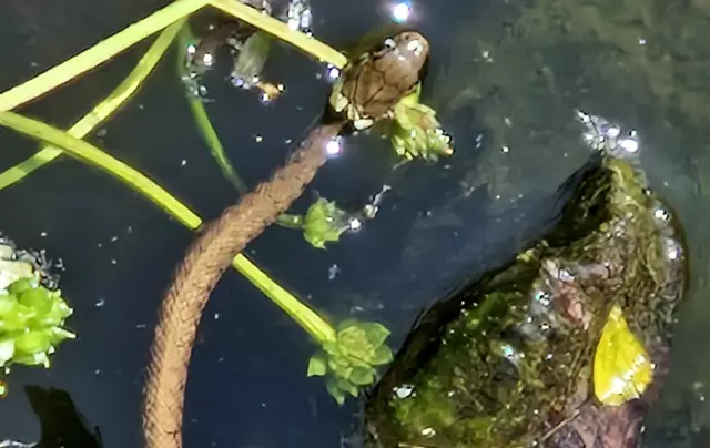 Ringelnatter auf der Jagd