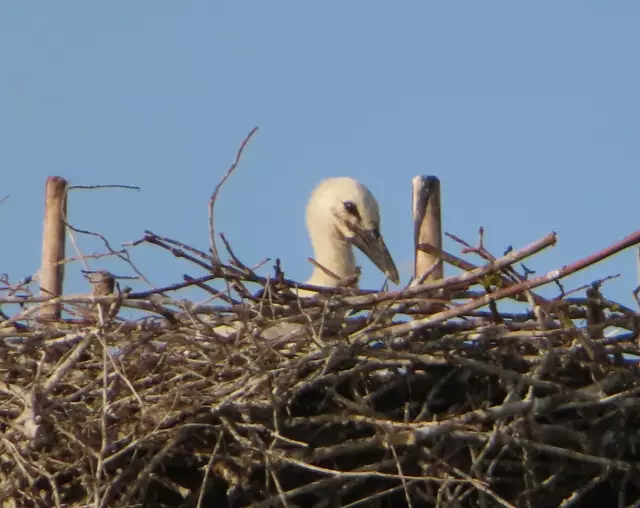 Ausschnitt aus dem Original-Foto. | Foto: M. A.