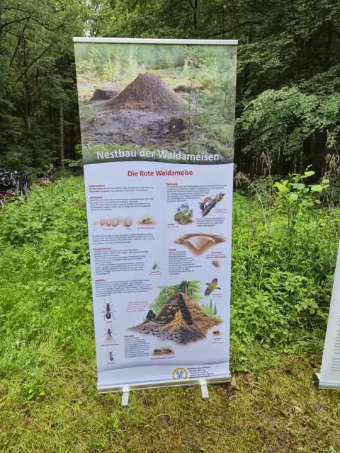 Der Nestbau der Waldameise | Foto: Johannes Glas