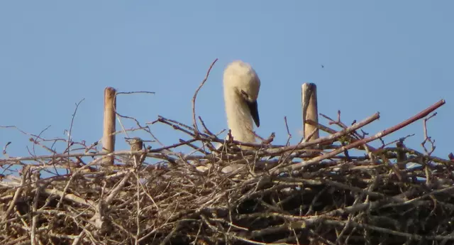 Ausschnitt aus dem Original-Foto. | Foto: M. A.