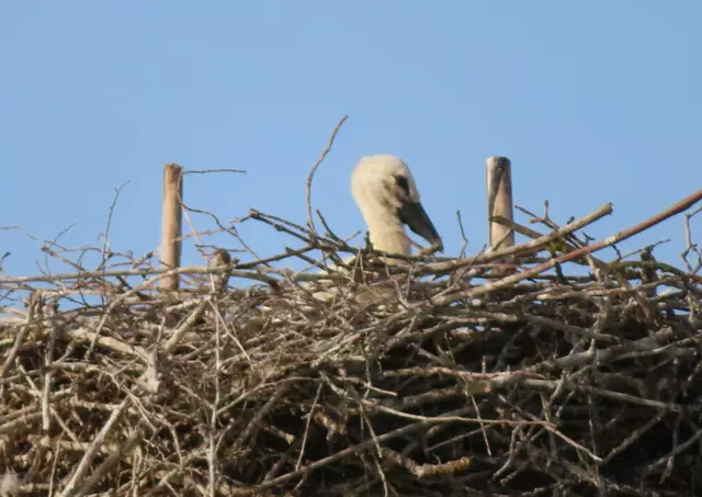 Ausschnitt aus dem Original-Foto. | Foto: M. A.