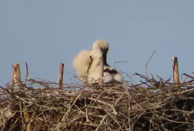 Ausschnitt aus dem Original-Foto. | Foto: M. A.