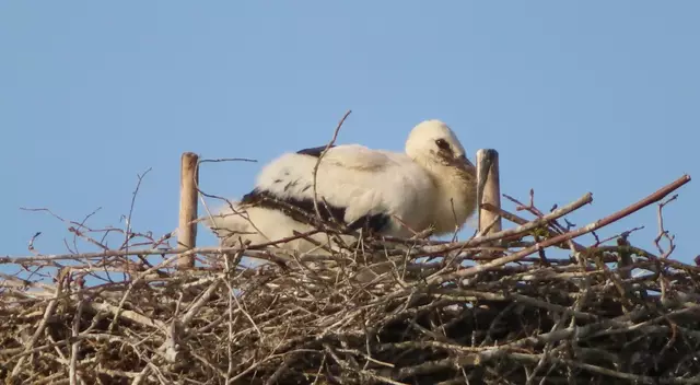 Ausschnitt aus dem Original-Foto. | Foto: M. A.