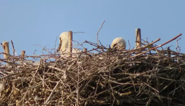 Ausschnitt aus dem Original-Foto. | Foto: M. A.