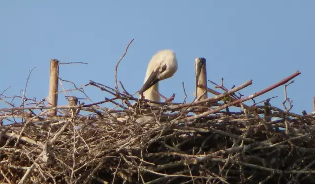 Ausschnitt aus dem Original-Foto. | Foto: M. A.