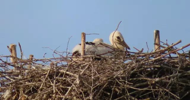 Ausschnitt aus dem Original-Foto. | Foto: M. A.