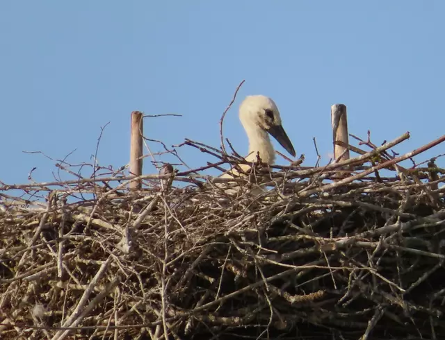 Ausschnitt aus dem Original-Foto. | Foto: M. A.