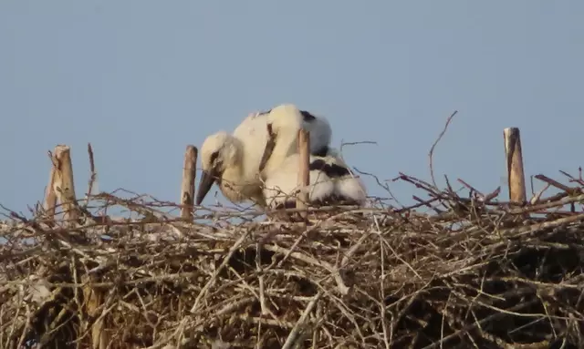 Ausschnitt aus dem Original-Foto. | Foto: M. A.