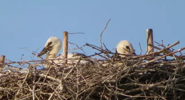 Ausschnitt aus dem Original-Foto. | Foto: M. A.