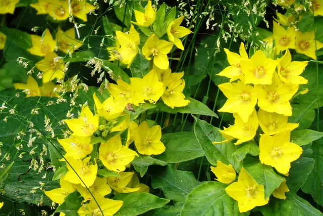 Goldfelberich (Lysimachia).