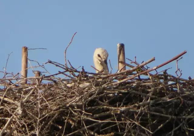 Ausschnitt aus dem Original-Foto. | Foto: M. A.