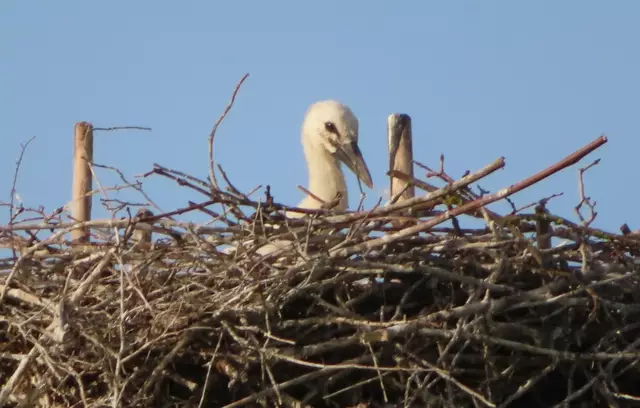 Ausschnitt aus dem Original-Foto. | Foto: M. A.