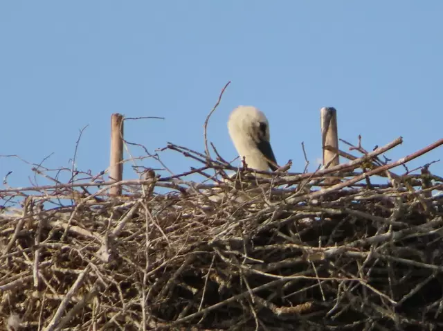 Ausschnitt aus dem Original-Foto. | Foto: M. A.