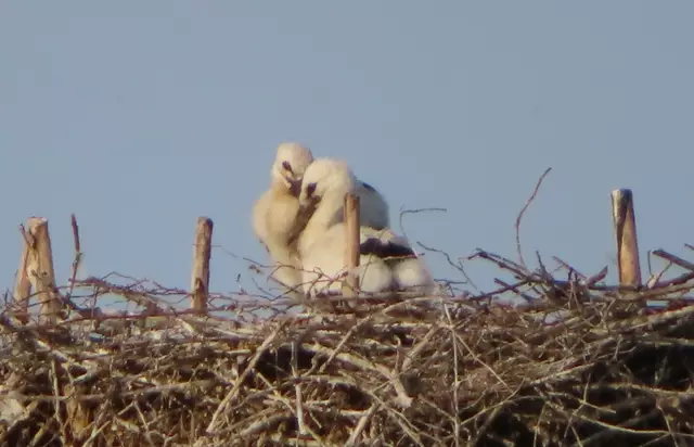 Ausschnitt aus dem Original-Foto. | Foto: M. A.