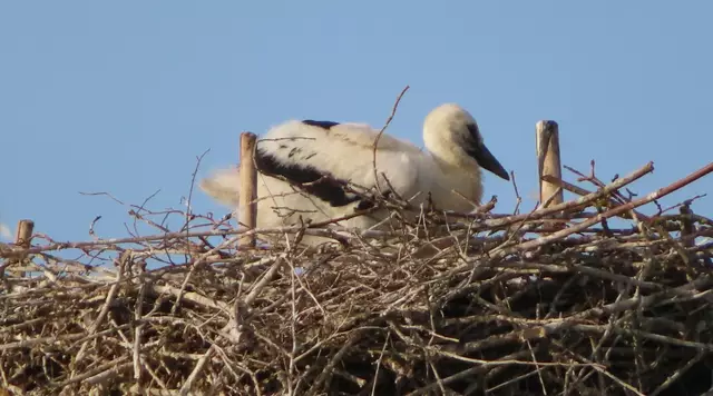 Ausschnitt aus dem Original-Foto. | Foto: M. A.