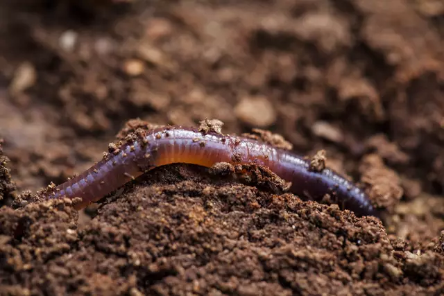 Regenwurm in feuchter Erde: Der Wert der Bodenbiodiversität wurde lange unterschätzt. | Foto: Quelle: Santiago Urquijo / Getty Images