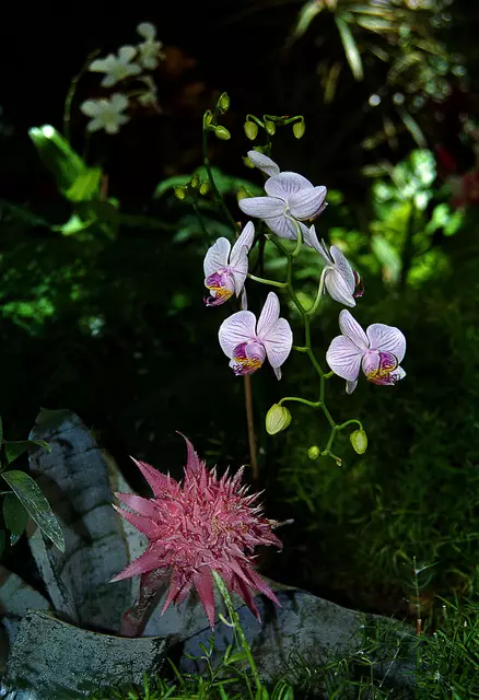 Kleine Details wie etwa hier die Orchidee bilden die Atmosphäre des Urlaubsortes ab.