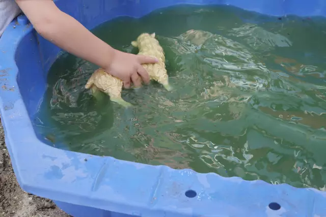 Kein Schaf ist sicher - bis zur Unterwolle wird das Tier gesäubert  | Foto: Kinderhaus