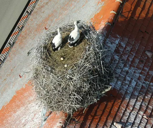 Storchennest mit Jungvögeln in Gennach | Foto: Werner Burkhart