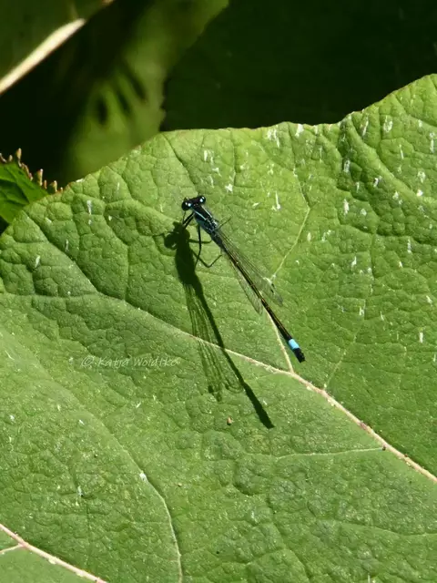 Bremen entdecken (Foto: Katja Woidtke)

Pechlibelle in den Bremer Wallanlagen | Foto: Katja Woidtke