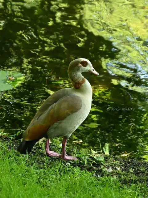 Bremen entdecken (Foto: Katja Woidtke)

Nilgans in den Bremer Wallanlagen | Foto: Katja Woidtke