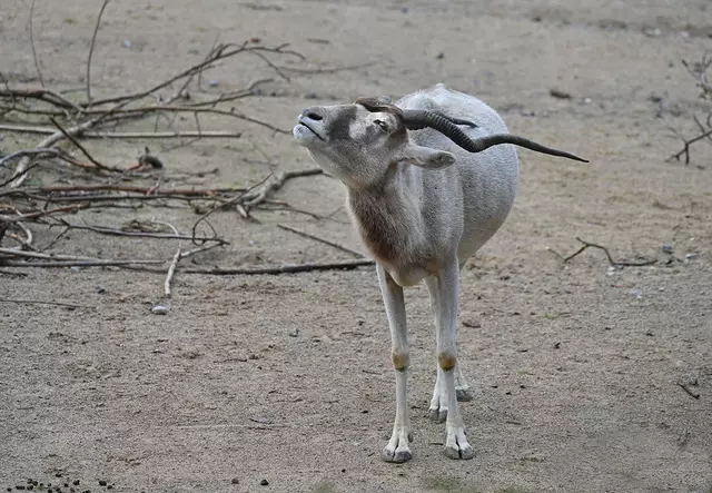 bedrohte Tierart: Addax