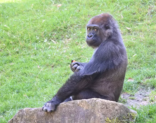 skeptischer Blick: Gorilladame