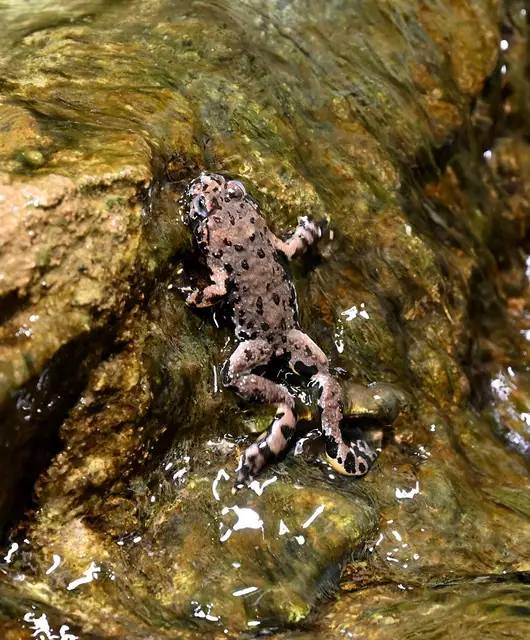 Gegen den Strom im Aphibium - Rotbauchunke