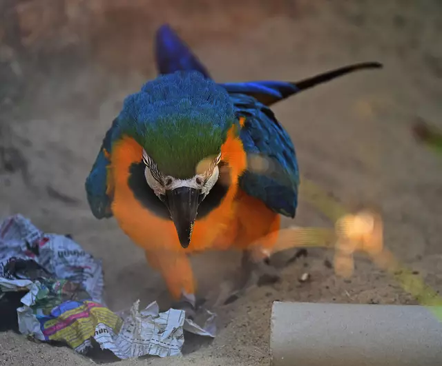 Ara - spielt mit Papier