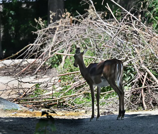 Blessbock oder Impala? Ich kann's leider nicht sagen